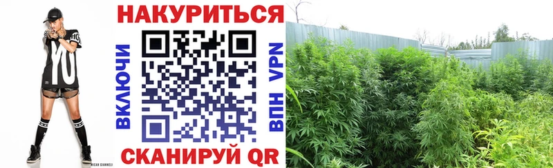 Бошки марихуана OG Kush  площадка Telegram  Волхов 